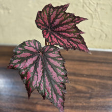 Load image into Gallery viewer, #R64 Begonia Bewitched