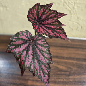 #R64 Begonia Bewitched