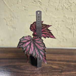 #R64 Begonia Bewitched
