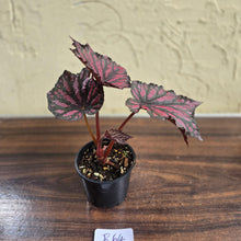 Load image into Gallery viewer, #R64 Begonia Bewitched