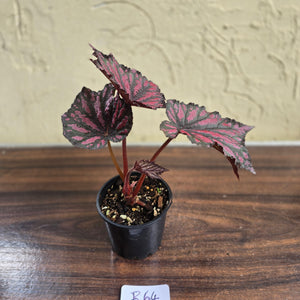 #R64 Begonia Bewitched