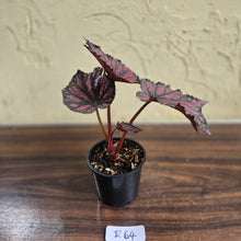 Load image into Gallery viewer, #R64 Begonia Bewitched