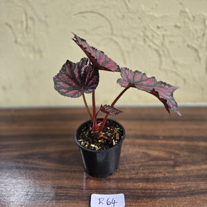 #R64 Begonia Bewitched