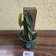 Load image into Gallery viewer, #R112 Philodendron Burle Marx Fantasy