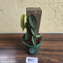 Load image into Gallery viewer, #R112 Philodendron Burle Marx Fantasy