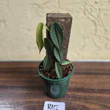 Load image into Gallery viewer, #R112 Philodendron Burle Marx Fantasy