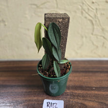 Load image into Gallery viewer, #R112 Philodendron Burle Marx Fantasy