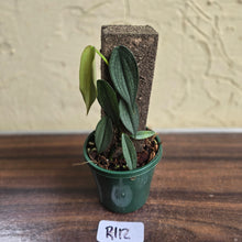 Load image into Gallery viewer, #R112 Philodendron Burle Marx Fantasy