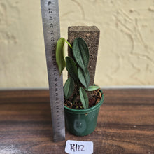 Load image into Gallery viewer, #R112 Philodendron Burle Marx Fantasy