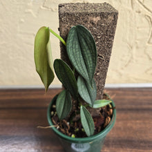 Load image into Gallery viewer, #R112 Philodendron Burle Marx Fantasy