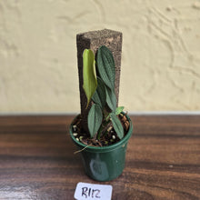 Load image into Gallery viewer, #R112 Philodendron Burle Marx Fantasy