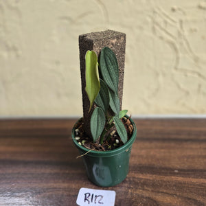 #R112 Philodendron Burle Marx Fantasy