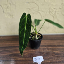 Load image into Gallery viewer, #D64 Anthurium Warocqueanum - Dark Narrow Form