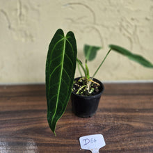 Load image into Gallery viewer, #D64 Anthurium Warocqueanum - Dark Narrow Form