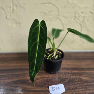 #D64 Anthurium Warocqueanum - Dark Narrow Form