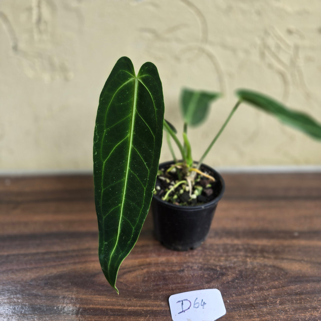#D64 Anthurium Warocqueanum - Dark Narrow Form