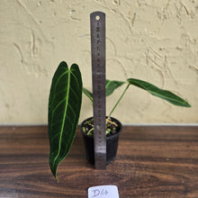 Load image into Gallery viewer, #D64 Anthurium Warocqueanum - Dark Narrow Form