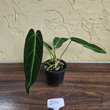 Load image into Gallery viewer, #D64 Anthurium Warocqueanum - Dark Narrow Form