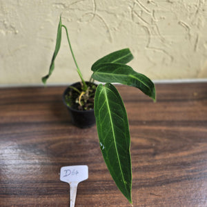 #D64 Anthurium Warocqueanum - Dark Narrow Form