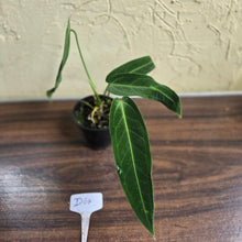 Load image into Gallery viewer, #D64 Anthurium Warocqueanum - Dark Narrow Form