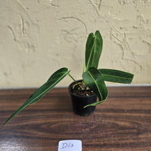 Load image into Gallery viewer, #D64 Anthurium Warocqueanum - Dark Narrow Form