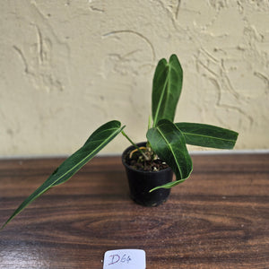 #D64 Anthurium Warocqueanum - Dark Narrow Form