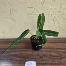 Load image into Gallery viewer, #D64 Anthurium Warocqueanum - Dark Narrow Form