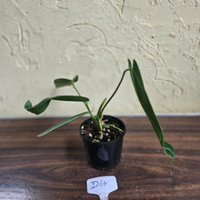 Load image into Gallery viewer, #D64 Anthurium Warocqueanum - Dark Narrow Form