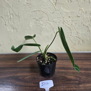 #D64 Anthurium Warocqueanum - Dark Narrow Form