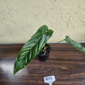 #R113 Anthurium Bullatus