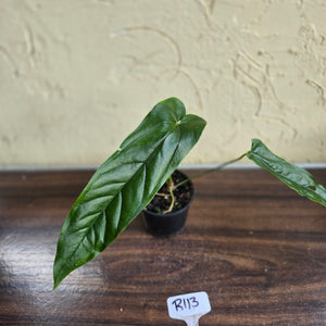 #R113 Anthurium Bullatus