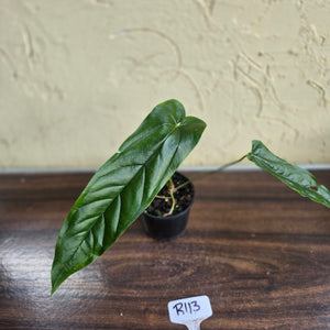 #R113 Anthurium Bullatus