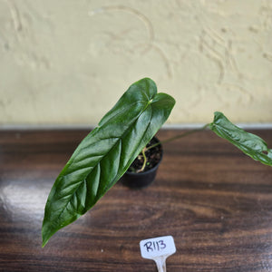 #R113 Anthurium Bullatus