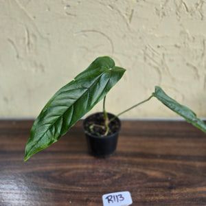 #R113 Anthurium Bullatus