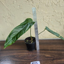 Load image into Gallery viewer, #R113 Anthurium Bullatus