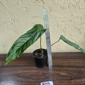 #R113 Anthurium Bullatus
