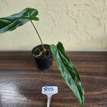 Load image into Gallery viewer, #R113 Anthurium Bullatus