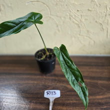 Load image into Gallery viewer, #R113 Anthurium Bullatus