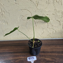 Load image into Gallery viewer, #R113 Anthurium Bullatus