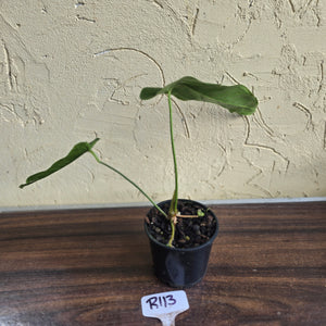 #R113 Anthurium Bullatus