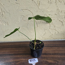 Load image into Gallery viewer, #R113 Anthurium Bullatus