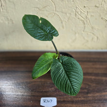 Load image into Gallery viewer, #R47 Schismatoglottis Unknown - Black Stems