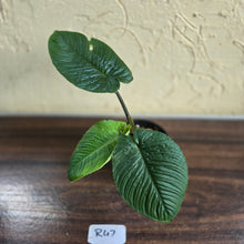 Load image into Gallery viewer, #R47 Schismatoglottis Unknown - Black Stems