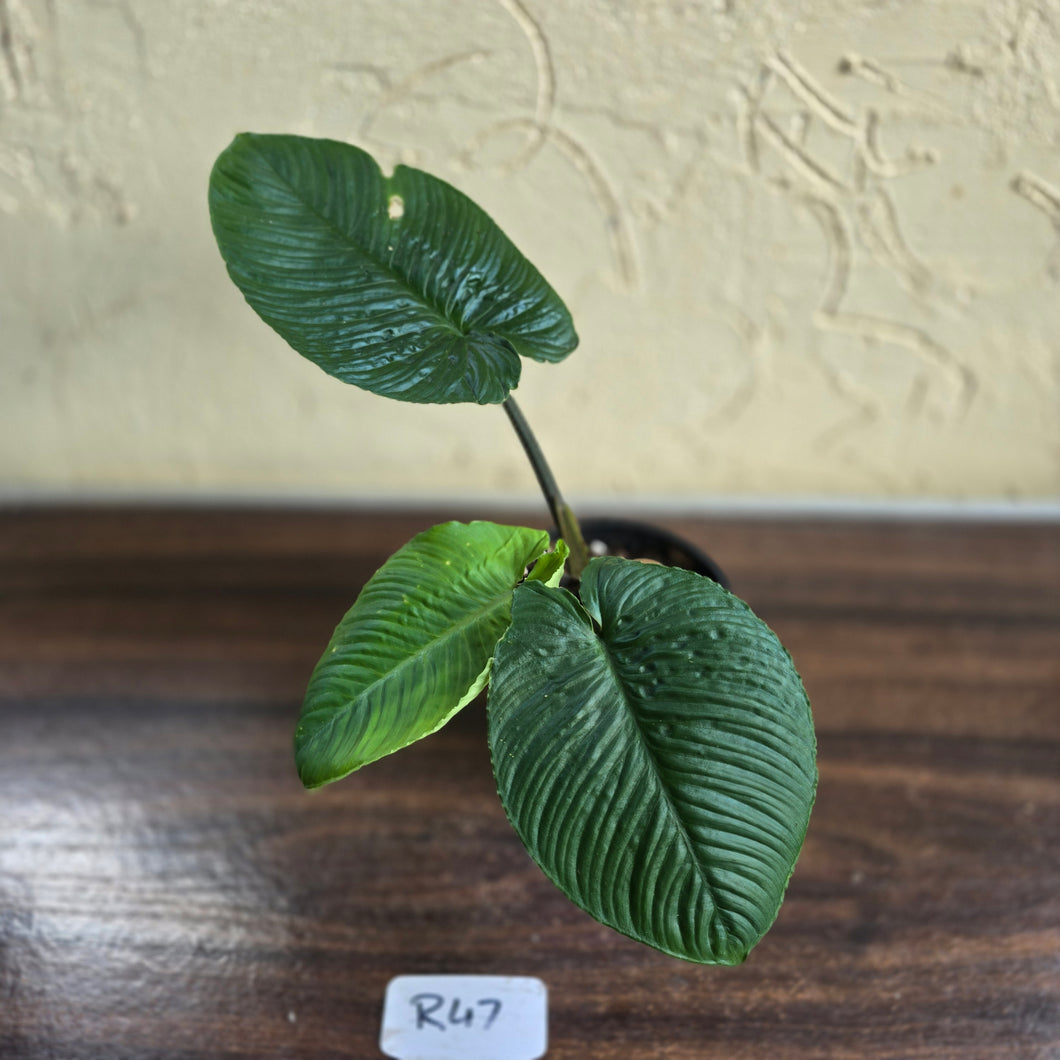 #R47 Schismatoglottis Unknown - Black Stems