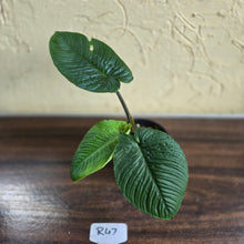 Load image into Gallery viewer, #R47 Schismatoglottis Unknown - Black Stems