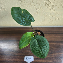 Load image into Gallery viewer, #R47 Schismatoglottis Unknown - Black Stems
