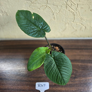 #R47 Schismatoglottis Unknown - Black Stems