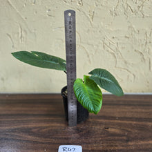 Load image into Gallery viewer, #R47 Schismatoglottis Unknown - Black Stems