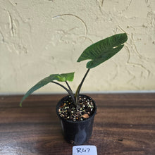 Load image into Gallery viewer, #R47 Schismatoglottis Unknown - Black Stems