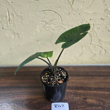 Load image into Gallery viewer, #R47 Schismatoglottis Unknown - Black Stems